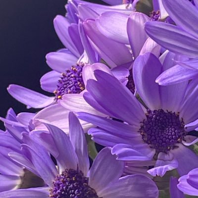 札幌在住。自宅近くの公園や切り花などをメインにiPhoneで撮影📱🌸🌿木々や花、鳥、空に癒されています🌳ゆっくりペース🌱無言フォロー失礼します🙏 NO DM🙇May the world be filled with joy🌏🌷✨