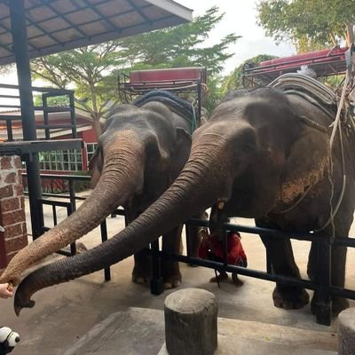ช้างดาวเรือง​&ทองไทย