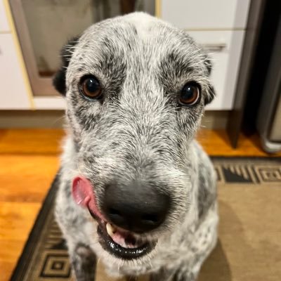 kovacevb's profile picture. 