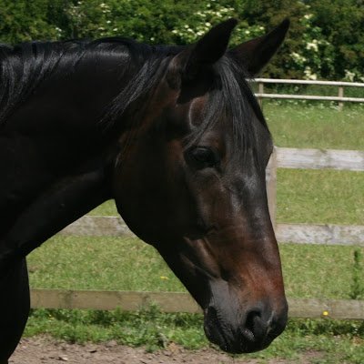 Piap0ndus2024's profile picture. 