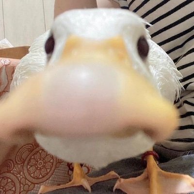 카메라 속에서 펼쳐지는 사히의 세계에 갇힌 여성