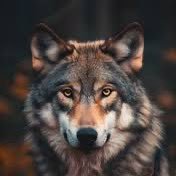 wolfofetn Profile Picture
