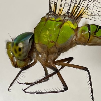 kei10282's profile picture. Vtuberがすき昆虫がすき仮面ライダーが好きVtuberが好きウマ娘が好き
この世界では性癖と好きなものは推していく 多くを語らず唯々ありのままを眺めるのみ。