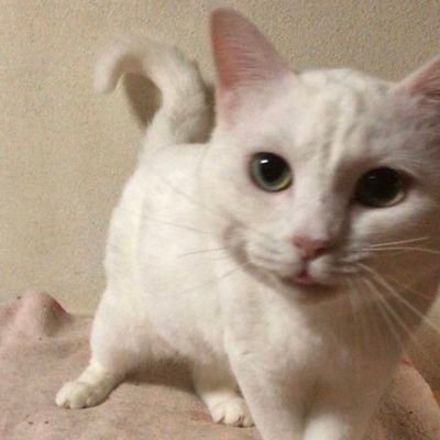 LIbcJXpph564777's profile picture. 見つかりました！ありがとうございます。