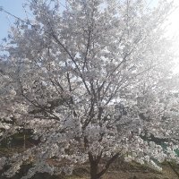 ローテンス_2 (@rotense_ko0) 's Twitter Profile