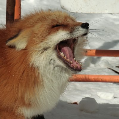 zucca's profile picture. 