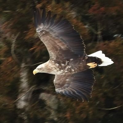 自然全般。特に野鳥や山野の植物(無雪期。特に春植物や高山植物)。
高校山岳部卒。

無言フォロー失礼します🙇‍♂
無断転載お断り

📸コンデジ(ニコン P610)
🏫大学4年生
YAMAP▲→https://t.co/ttAUzgh5jT