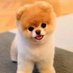犬のかわいさ伝え隊 (@vvpgpjcrm822053) Twitter profile photo 犬のかわいさ伝え隊 (@vvpgpjcrm822053) Twitter profile photo