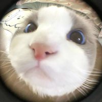 ᴄxɴ ҂ ᴋᴀᴇᴍ ᴛᴜɪ (@cxnchanut) 's Twitter Profile