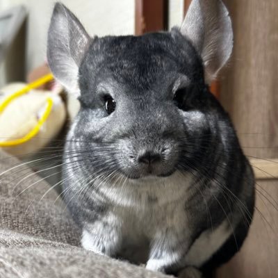 🐭お千代(2018.08🎂チンチラ・グレー)🐭お駒(2024.08🎂チンチラ・グレー)齧歯垢フォロバ100%🧡無言フォローすみません🙏🥺ホワサバー!