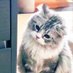 灰猫核桃(跟brat拼了😇 (@graycaaat) Twitter profile photo 灰猫核桃(跟brat拼了😇 (@graycaaat) Twitter profile photo
