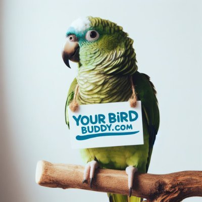The Bird Experts! Love birds? 🦜 Your one-stop shop for all things avian! Learn about different bird species, discover tips on caring for feathered friends!
