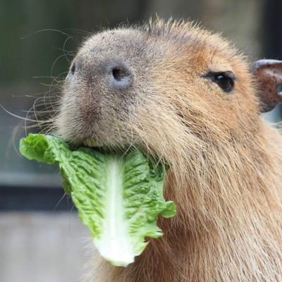 At Peace Capybara