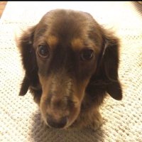いぬ ⟨v̊⟩ (@8oobfbldkiw0i9l) 's Twitter Profile Photo いぬ ⟨v̊⟩ (@8oobfbldkiw0i9l) 's Twitter Profile Photo