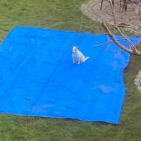 Karen Kiernan (@karenkiernan) 's Twitter Profile