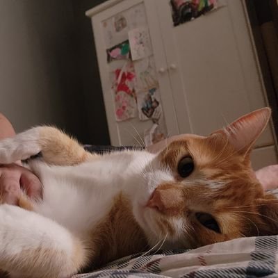 realnubasian's profile picture. Papá Full Time.