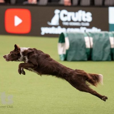 PoshJoshnGinger's profile picture. Home of top TV/Film Animal Agency  - https://t.co/jvDFOkmTxw - Credits include BBC/ITV/Sky/Netflix/Ch4 and crazy fun ADHD Ginger Teen Actor/VO/Songwriter Reu.