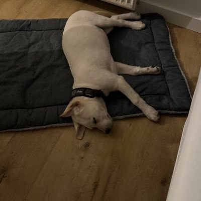 NicoBro528982's profile picture. 