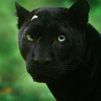 Hiç Kimse (@ps416689) 's Twitter Profile