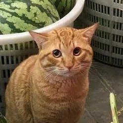 WotermelonCat Profile Picture