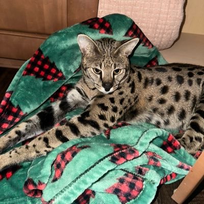 CryptoGeniusJAY's profile picture. 