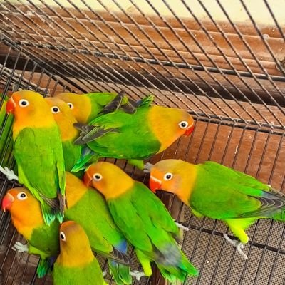 classicaviary's profile picture. 