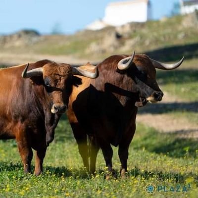 Tablajero, aficionado a los toros.