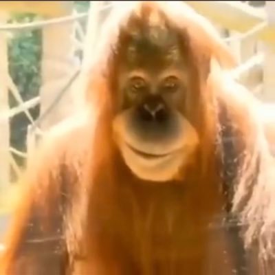 kiingschultzz's profile picture. 