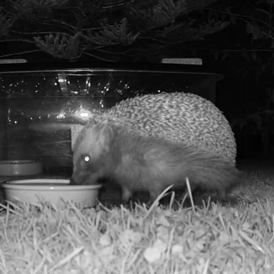 Follow the lives of urban hedgehogs after dark.