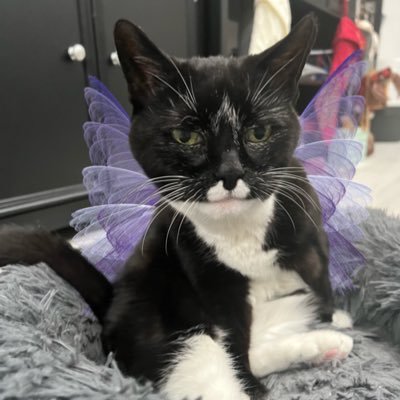 Angel tuxie and former stray from Queens
