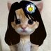 kucing danau 8 (@legnatn) Twitter profile photo kucing danau 8 (@legnatn) Twitter profile photo