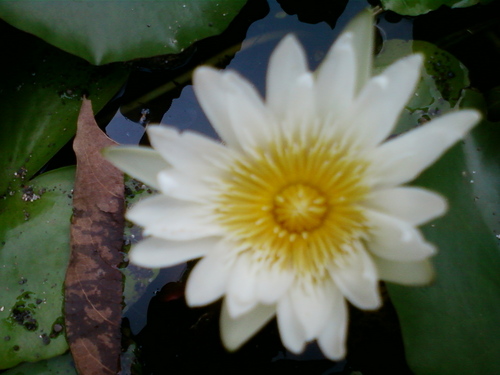 aksharch's profile picture. 