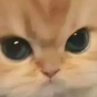 doll4funhere's profile picture. 18+
i mainly just like stuff