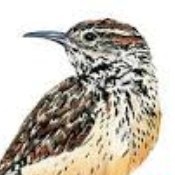 DesertWldFlower's profile picture. 