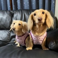 🐶ほんわか姉妹🐶(@kuu_raira1717) 's Twitter Profile Photo