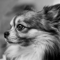鈴木祐介容疑者 (@doghappyimage) 's Twitter Profile