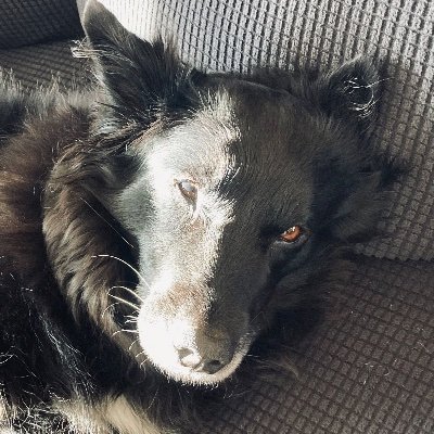yellowbirchsun's profile picture. forest for rest