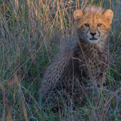 shiliu591461110's profile picture. it's  skate