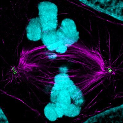 A mouse developmental biology lab interested in cell division and cell fate