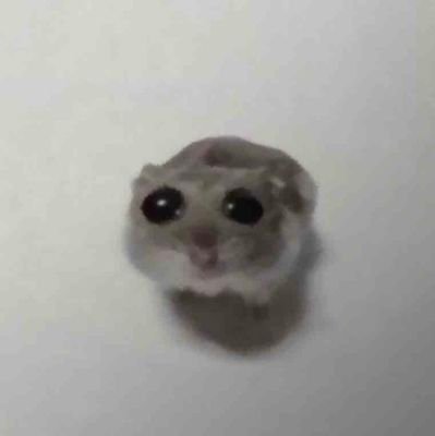 Angieさんのプロフィール画像