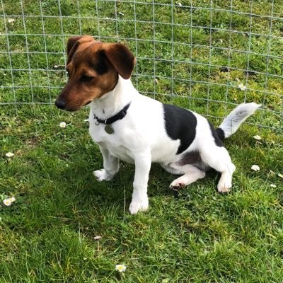 jackrusseljoey's profile picture. 