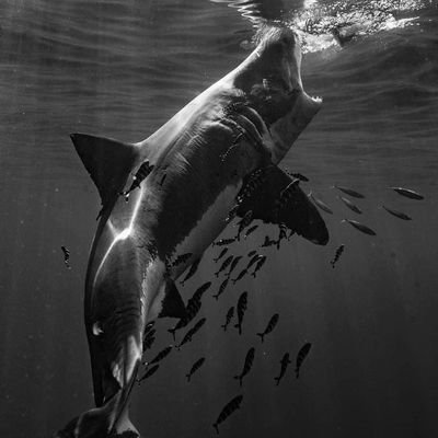 RGTRS1's profile picture. Real Guys Talking Real Shit Podcast
Stocks and ideas are mine alone and not financial advice. Sharks always EAT 🦈. Self Taught Future mega millionaire