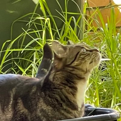 send me cat photos or else 😾
