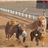 RacingGreyhound's profile picture. Buddy Scitern - Owner of C & C Greyhound Farm. Considered one of the top greyhound farms in the United States. Family owned and operated for 36 years.