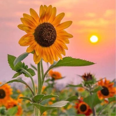 PradipJ15855218's profile picture. become a better person