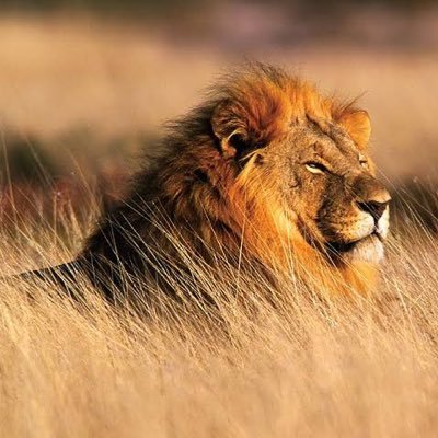 chrisomondy's profile picture. Founder/ Executive Director @TheDAFoundatio2 https://t.co/oUyGzLJkpN