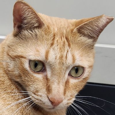 Ted31436338's profile picture. i from Taiwain , just suck player , 

i love CAT and warframe  and HOLOLIVE!!!