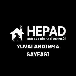 Hepad sahiplendirme 🐾🦮🐈🦜🐾🌲 ❤️Beğeni, paylaşım desteği 🙏 ücretsiz sahiplendirme 🐾 #satınalma #sahiplen ❤️🐾Her beğeni,destektir #yasayıgeriçek