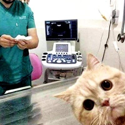 Medical & Veterinary Ultrasound Overseas Sales 🇨🇳 for South Asia, Middle East, and Africa area.