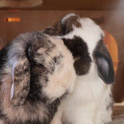 two silly bunnies who nap all day and play all night. @smoresandpuff on Instagram